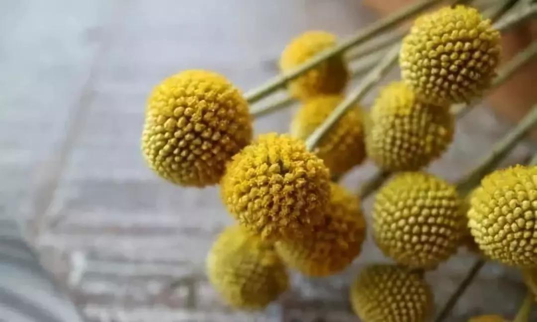 20种常见的菊科植物有哪些,哪些菊科植物好养