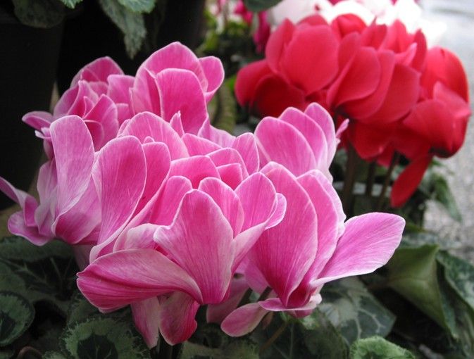 仙客来耷拉头,仙客来花蔫叶黄怎么补救