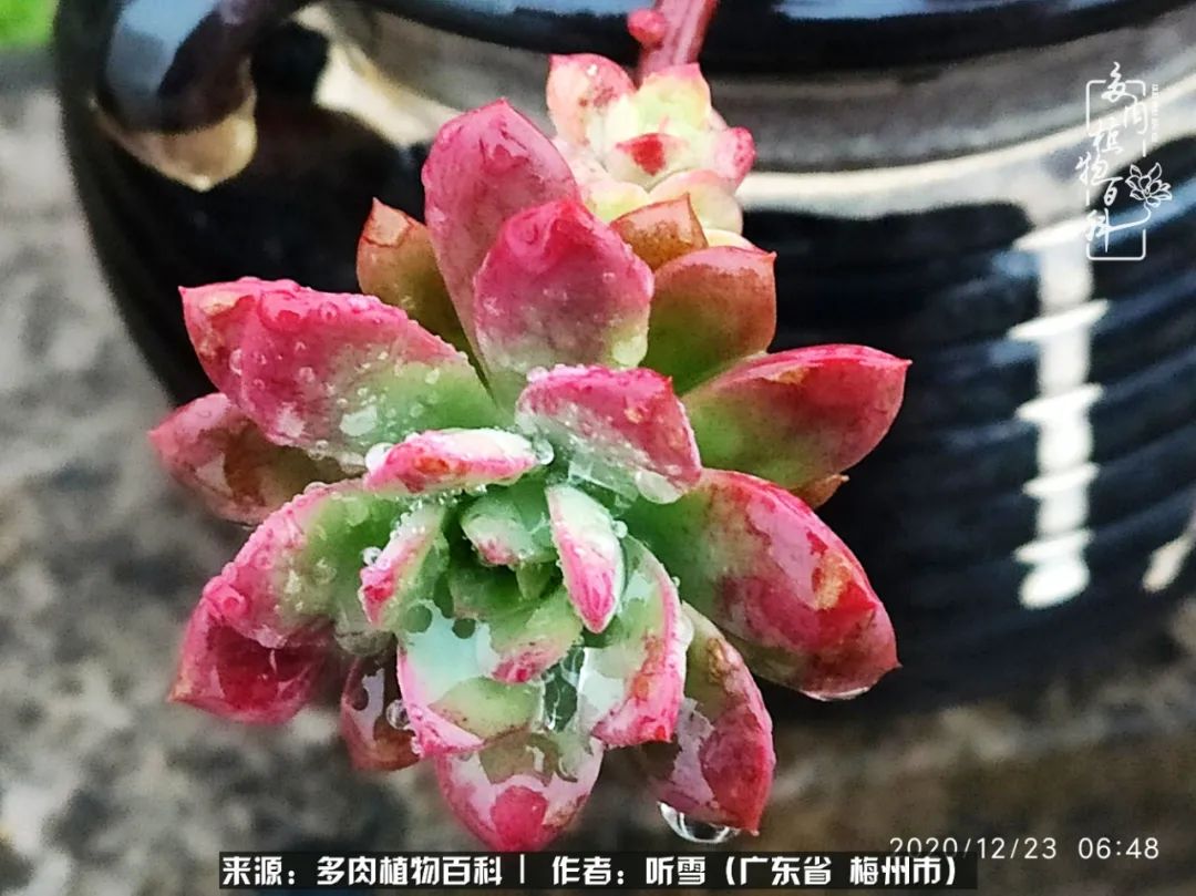 爱上多肉精致生活,爱上多肉我们的减压法宝