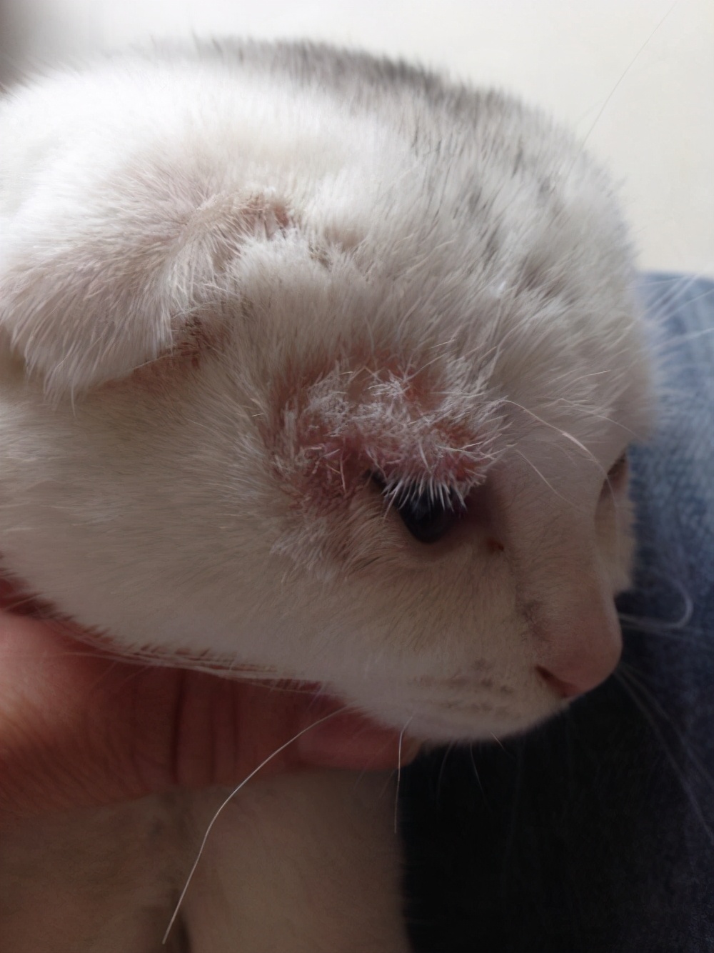 猫咪如果得了猫藓该怎么办,猫咪得了猫癣不让抹药怎么办