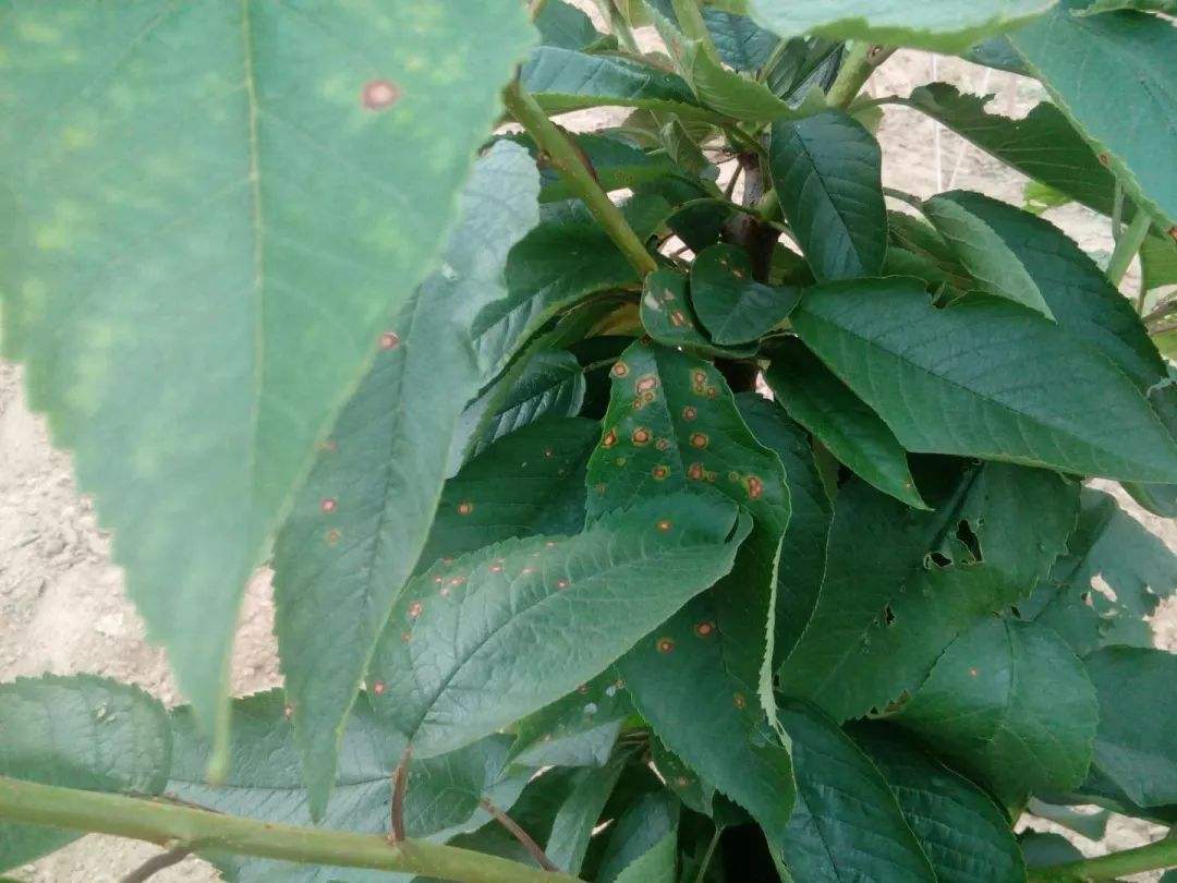 综合管理预防樱桃褐斑病,治疗樱桃褐斑病特效药