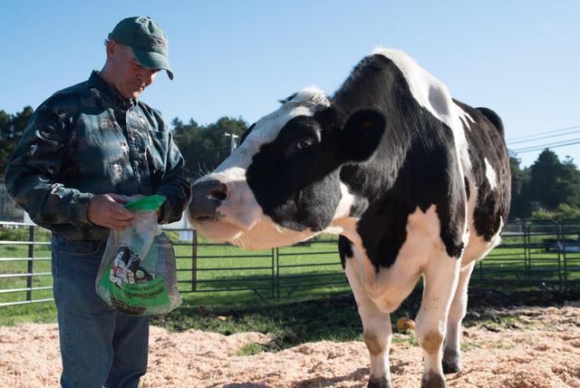 牛身上掏一个洞这对牛有何影响,牛身上为什么要掏个洞