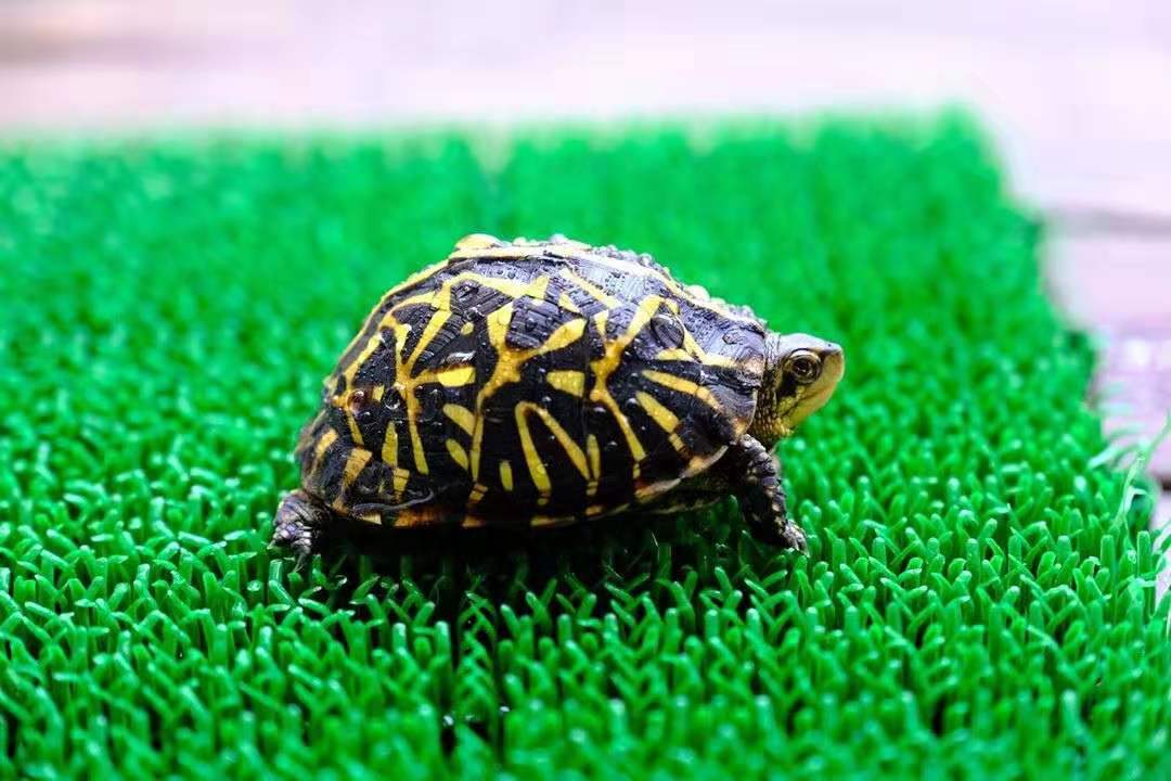 黄缘闭壳龟和东部箱龟谁的成体大,黄缘和箱龟哪个互动性更好