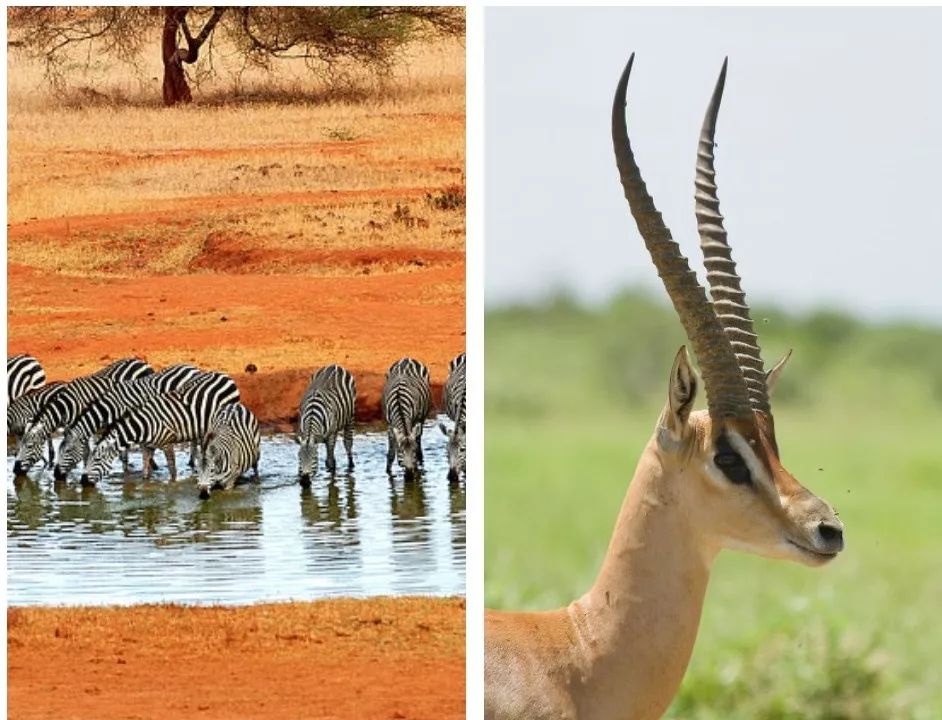 沙弗莱身价多少,沙弗莱为什么比祖母绿便宜