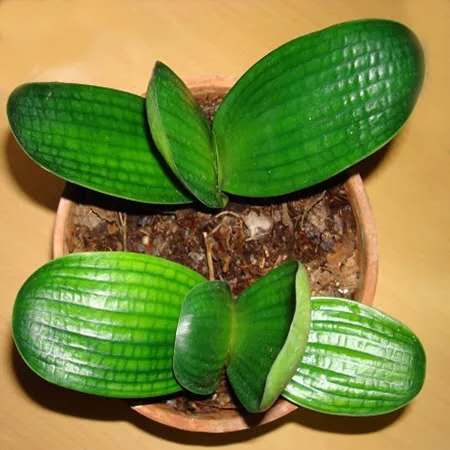 君子兰秋天怎样施肥怎样管理,君子兰浇水干透浇透是否正确