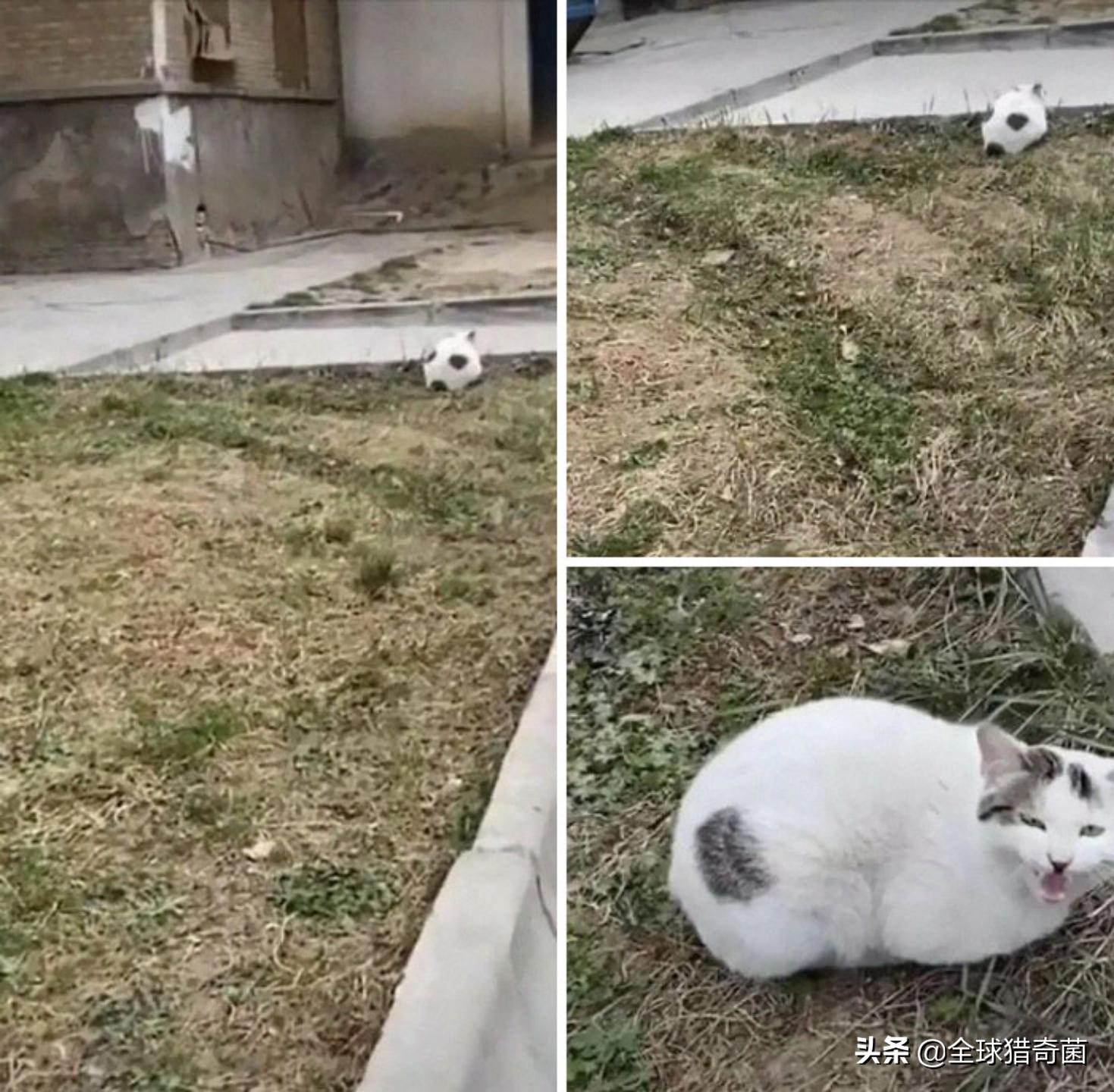 44张难以置信的图片,45张令人难以置信的图