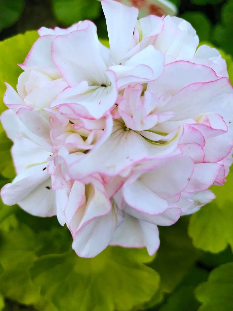 这种花别乱浇水水越多越不开花,这种花不怕冷好养易活