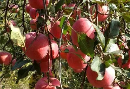 阿克苏苹果和烟台苹果哪个好,陕西苹果对比烟台苹果颜色