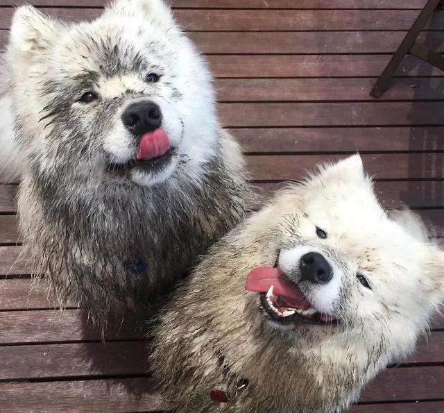 萨摩耶犬，用微笑天使的面孔，掩盖着它捣蛋魔鬼的心