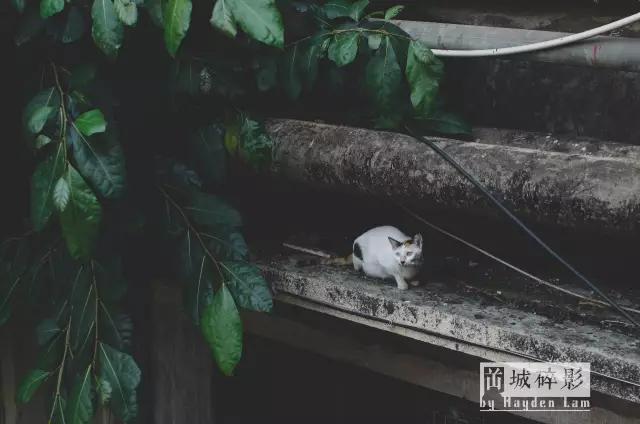 在新会城的中心，有一座时光的废墟