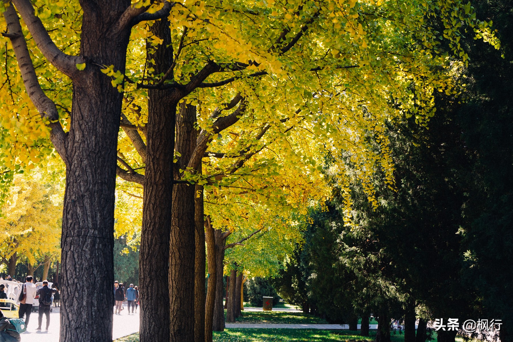 北京18个看银杏的好地方在哪,北京八大处看银杏攻略