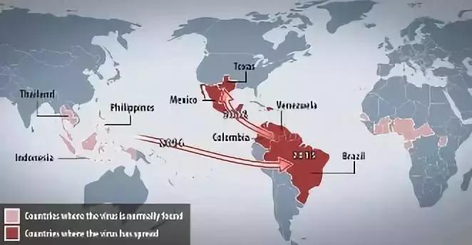 凤梨科的其它植物,凤梨食虫植物