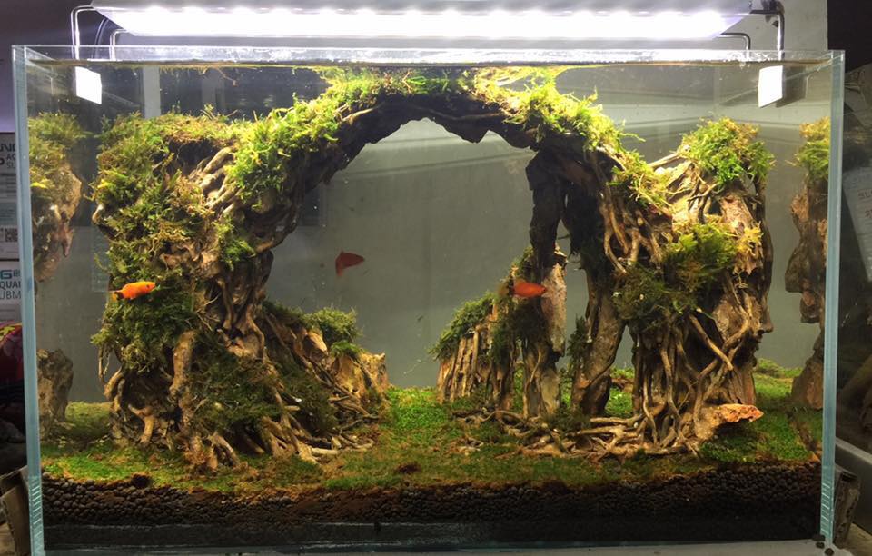 草缸水族店效果图,越南草缸