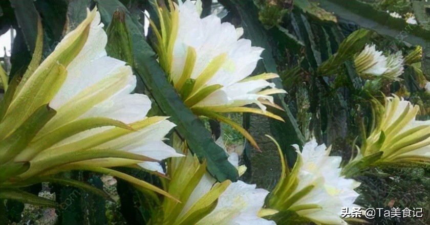 三种水果籽可以种花盆,3种水果籽土里长出盆栽果子