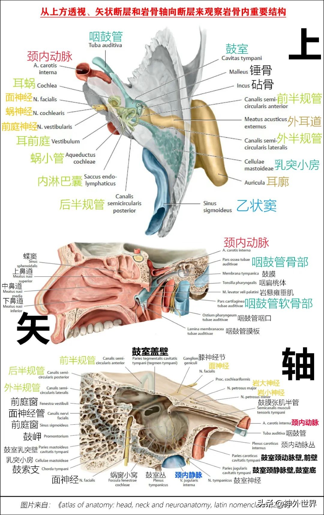 颞骨解剖,颞肌解剖讲解