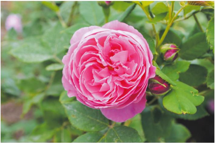 英玫、法玫、日月，这些欧月品种都来自欧洲吗？