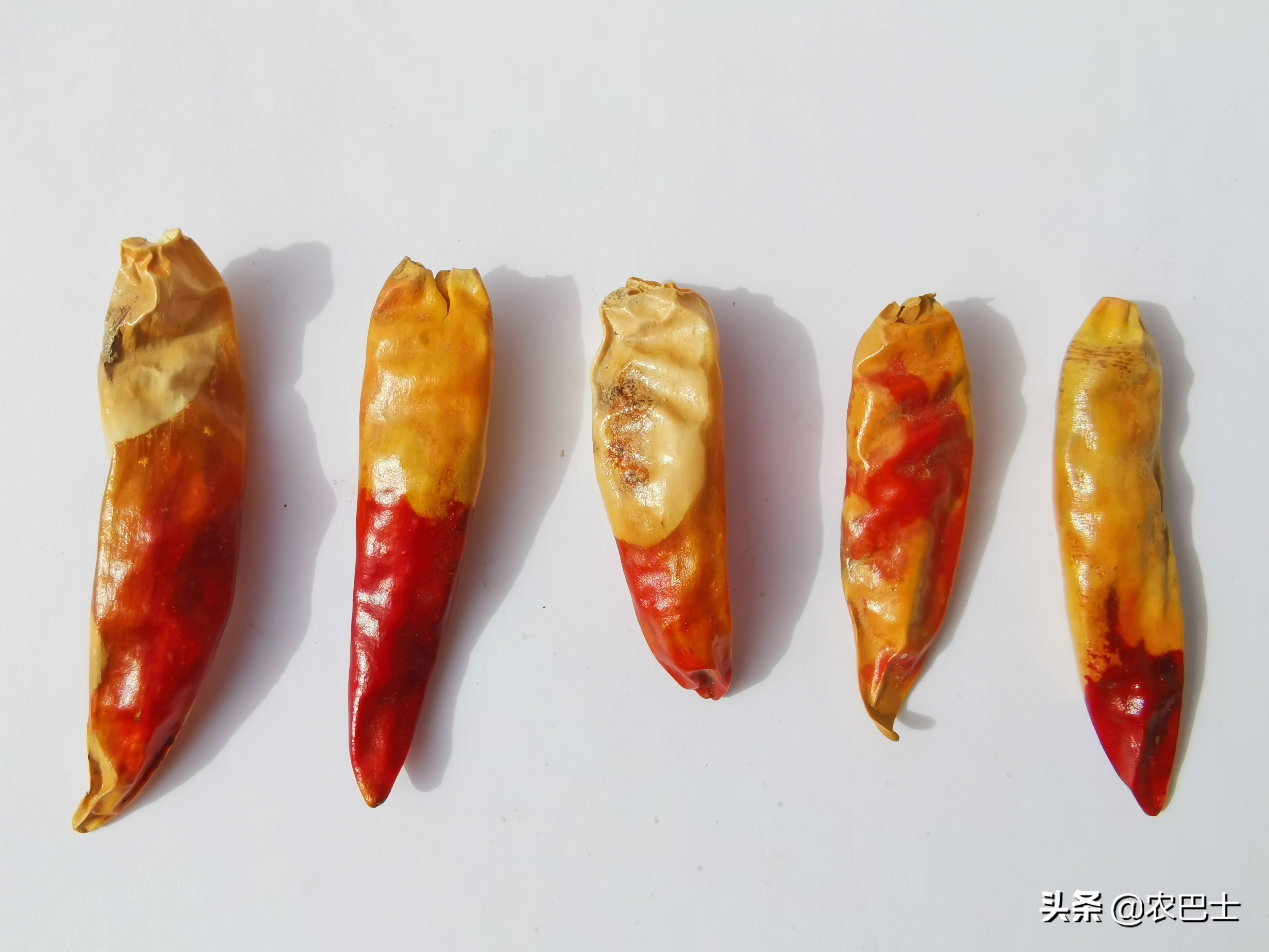 辣椒日灼病和脐腐病,朝天椒辣椒日灼病防治方法