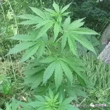 公安局禁种铲毒责任书,公安局禁种铲毒推进会