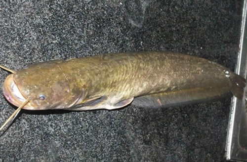 钓小鲶鱼需要打底料吗,钓鲶鱼需要守钓吗