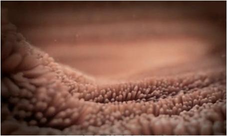 大便不规律的危害,大便不正常一般是肠道什么问题