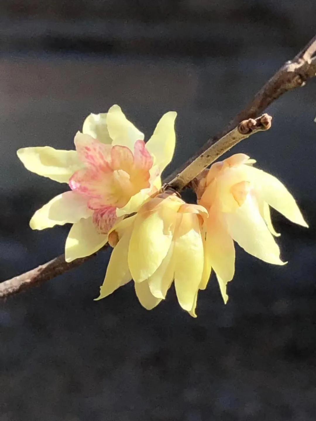 蜡梅的独特之处,腊梅之美