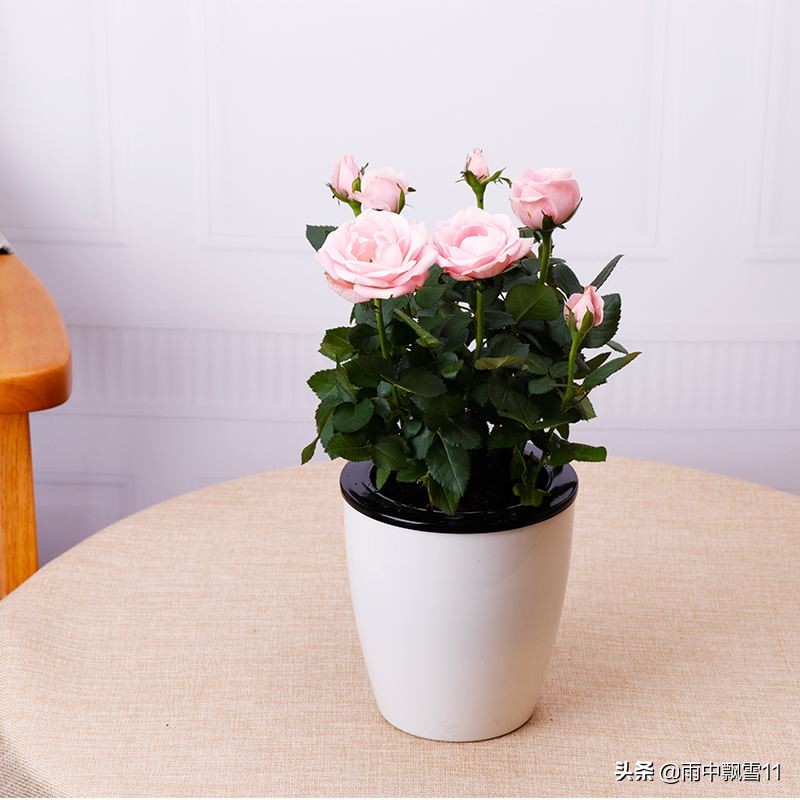 玫瑰如何养殖,玫瑰怎么养花期长