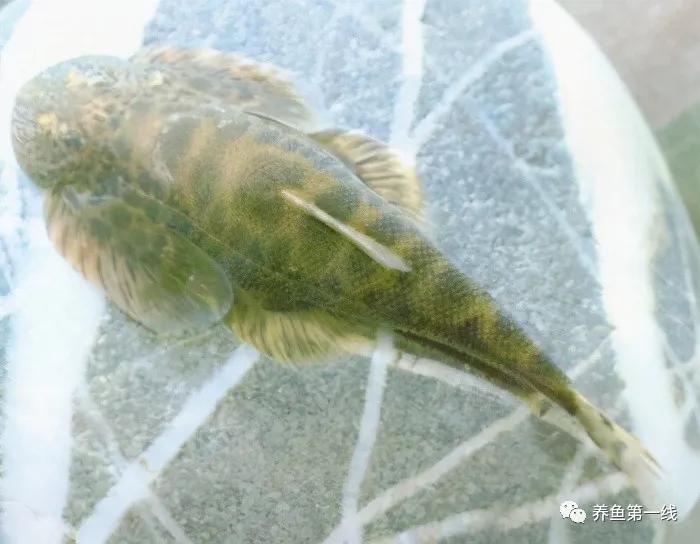 十种常见的水生动物,鳅科动物图片