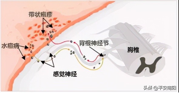 南阳市疾控局,南阳市疾控中心官网查询