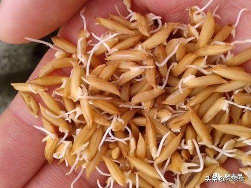 水稻苗床最怕的一种病害立枯病,水稻育秧病害防治