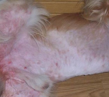狗狗皮肤病照片及治疗方法,狗狗严重皮肤病治疗最佳方法