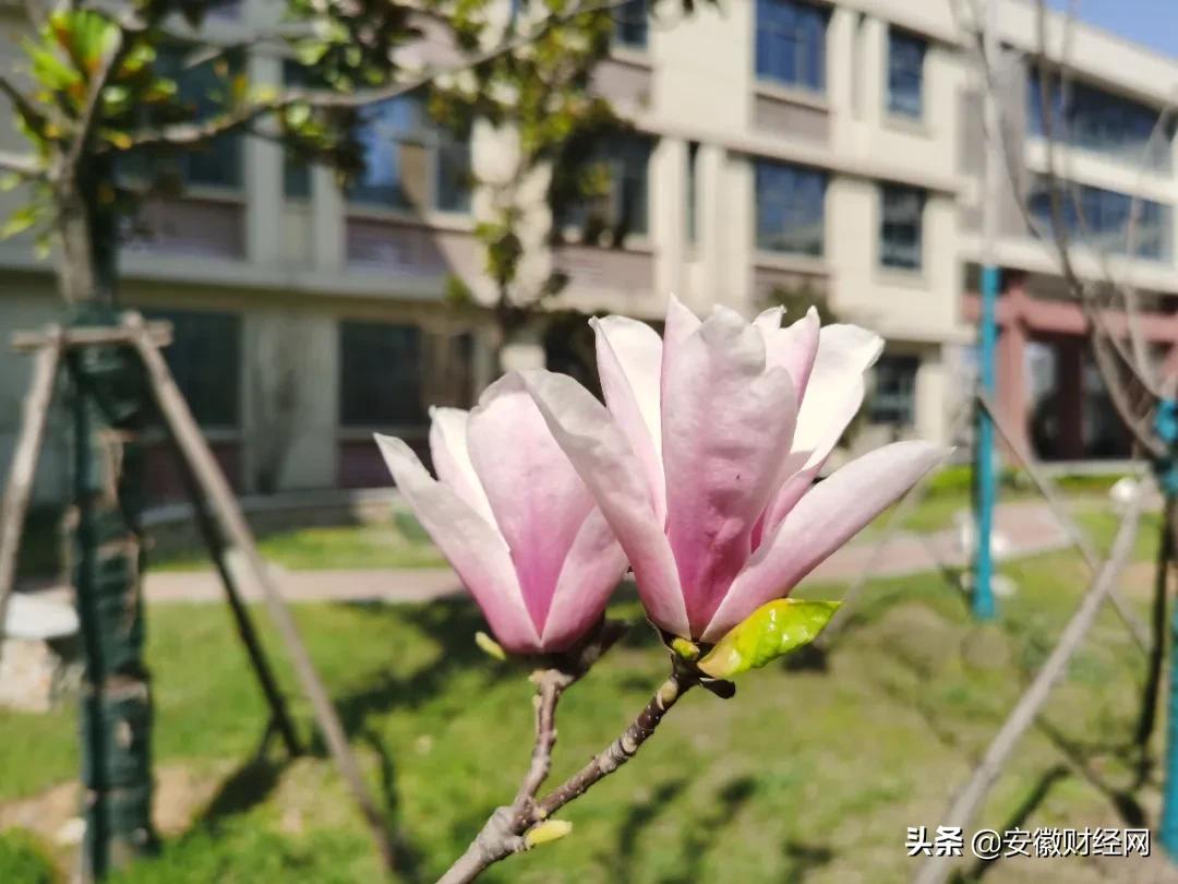 花都开好了现场完整版,花都开好了合唱合拍