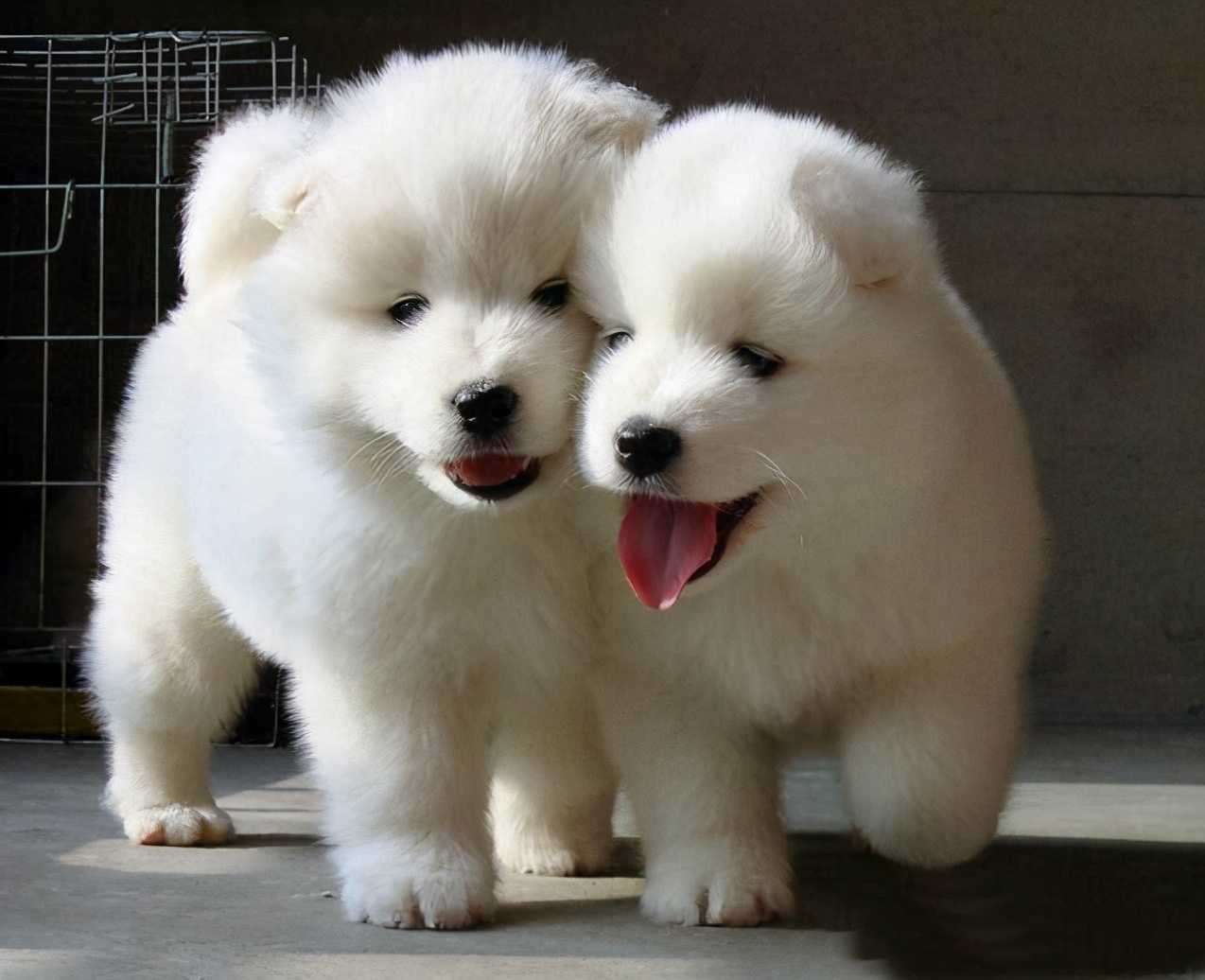 民间选狗秘笈教你怎么选出好狗,选狗最好的4种方法