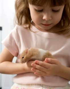 仓鼠会喂养自己的孩子吗,仓鼠可以当宠物吗