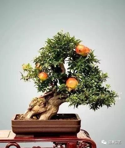 有哪些经典盆景树种,最值得收藏的六种盆景树种是哪些