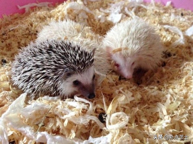 关于刺猬的小知识,宠物刺猬的冷知识