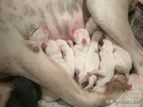 空囊是什么原因造成,空窝是什么意思