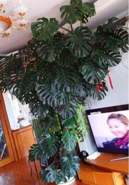 这3种植物别再花钱买了,这三种花别花钱买