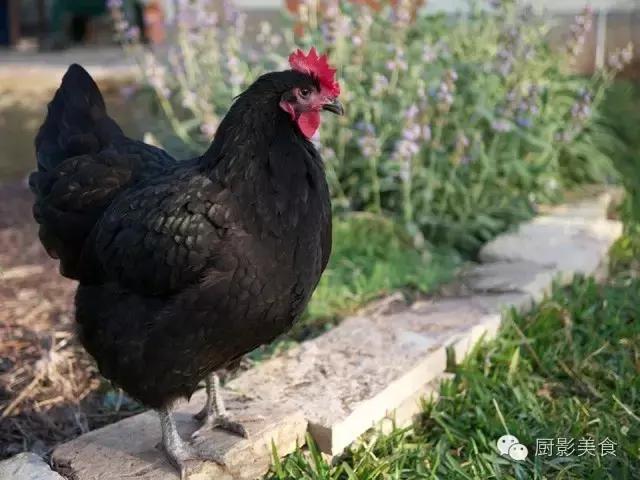 全世界的鸡都在这了，有你认识的吗？