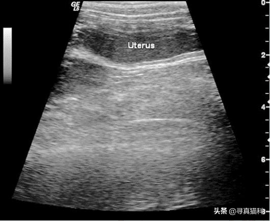 猫子宫蓄脓会造成白细胞偏低吗,猫子宫蓄脓用不用戴头套