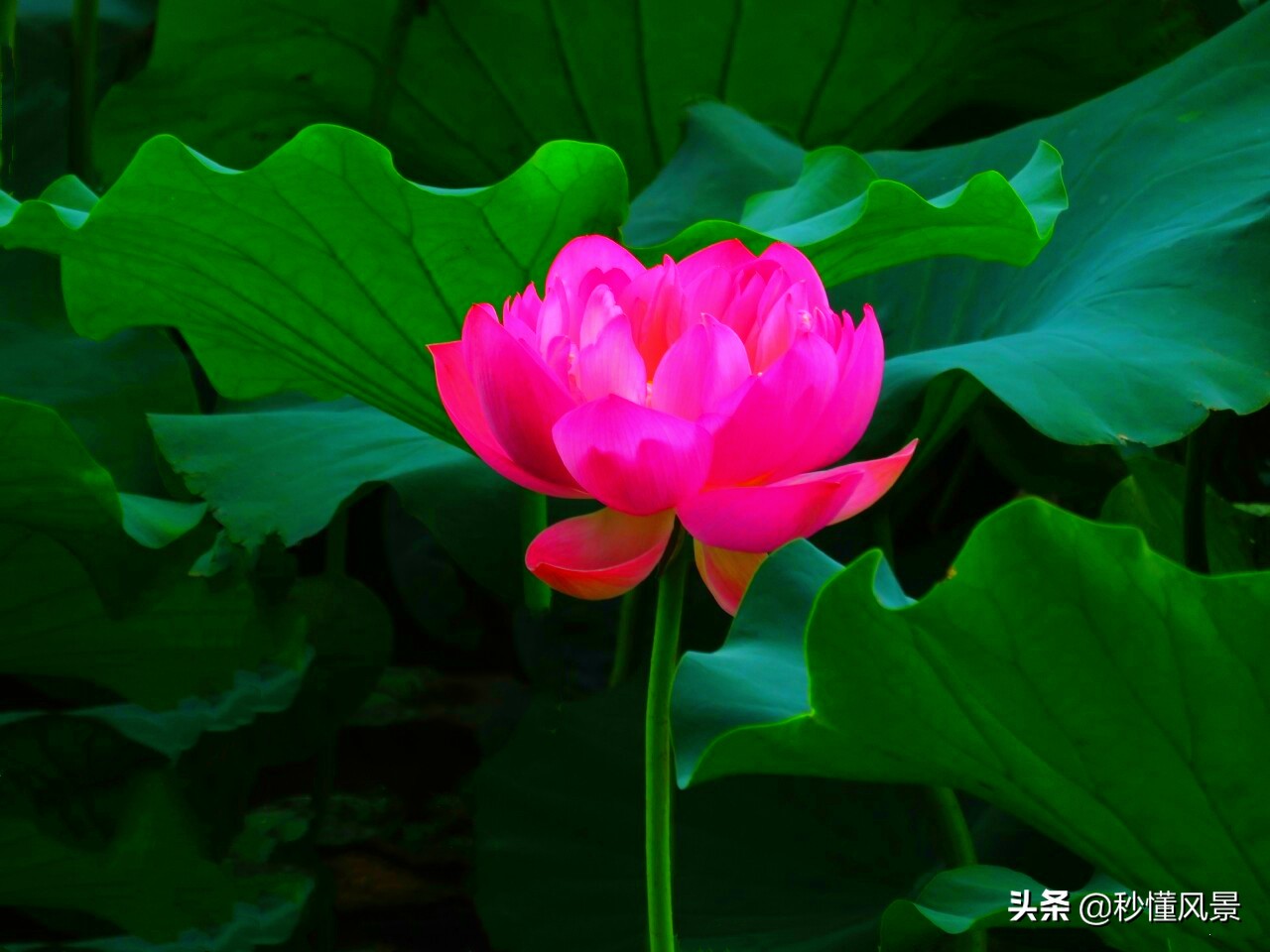 济南秋季周边遛娃景点推荐,济南周末看花遛娃