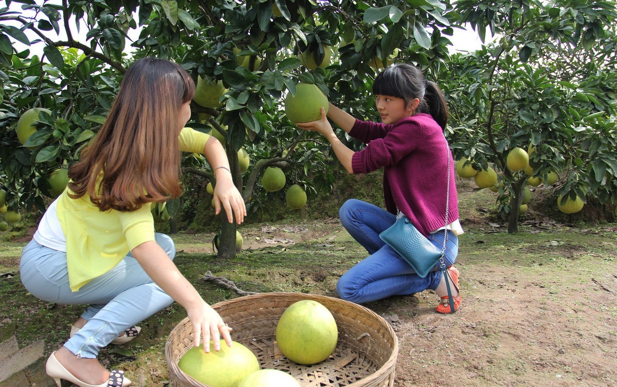 大北农转基因大豆阿根廷,大北农大豆转基因