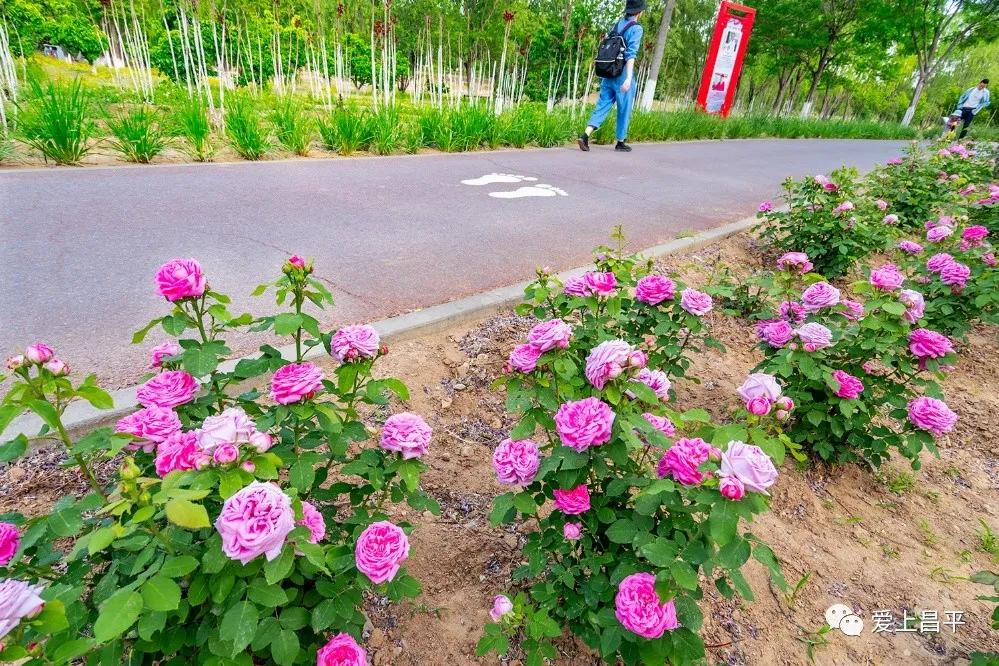 昌平风景区游玩攻略图,北京昌平十大必去的旅游景点推荐