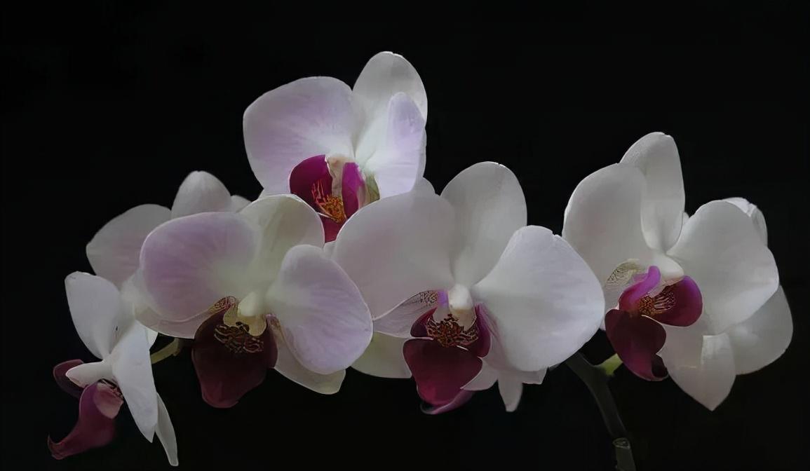 看芦头辨兰花种类,野生兰花种类图片