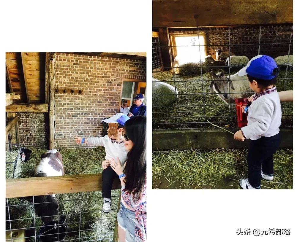 荷兰小镇郁金香盛开,荷兰小镇郁金香花海