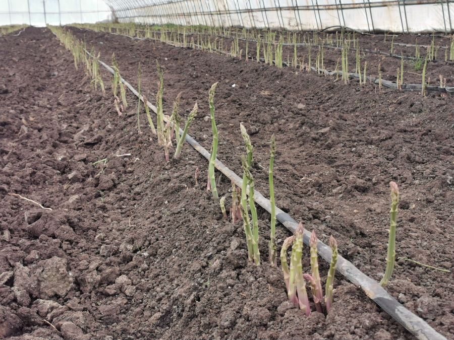 海伦芦笋,白芦笋上市公司