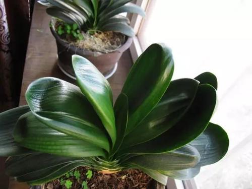 君子兰这样养叶片更油绿光亮,君子兰一年四季养殖方法和技巧