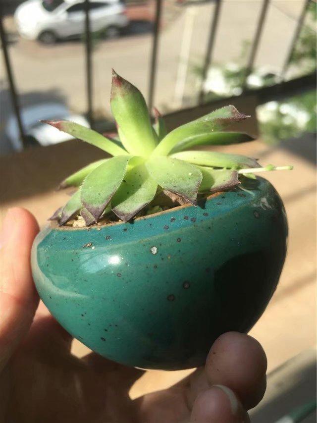 观音莲多肉怎么上盆好看,多肉观音莲叶片下弯