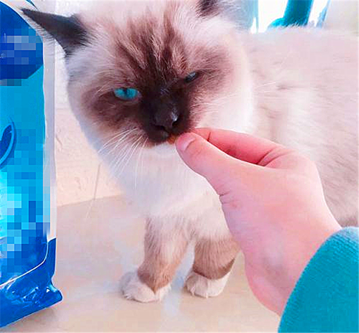 猫咪可以不吃猫粮吗只吃肉吗,猫咪不吃猫粮怎么办教你三招治疗