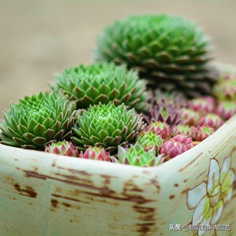 多肉观音爆崽方法,多肉观音莲爆籽怎么办