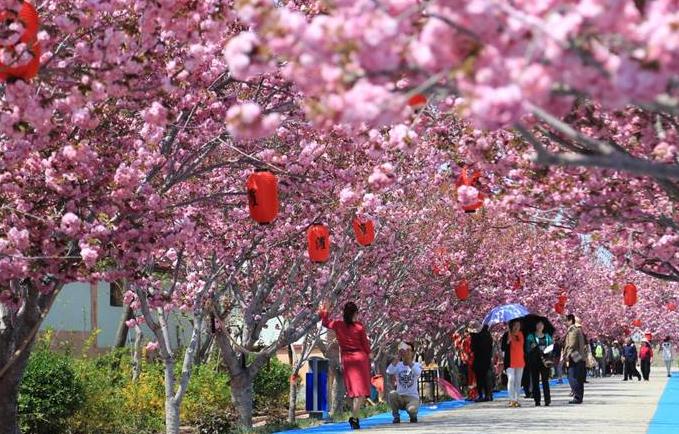 武大的樱花和东湖的樱花,重邮樱花和武大樱花